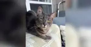 Stray Cat Finds Forever Home in Kitten Stroller