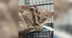 Stray Cat's Miraculous Recovery After Near Blindness from Mange