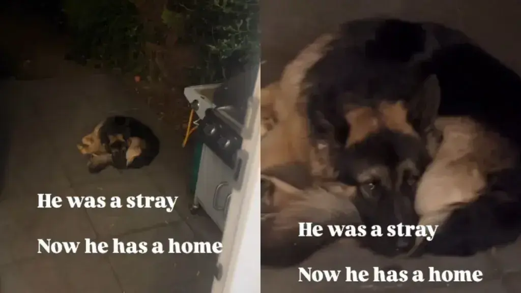 Stray Dog Finds Forever Home After Shelter Stay