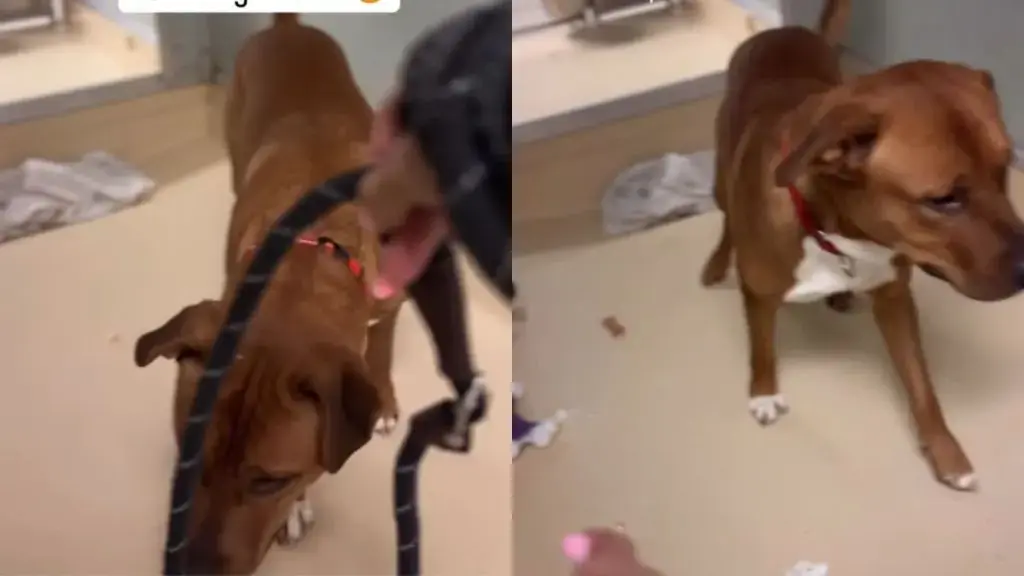 Terrified Pup Overcomes Leash Fears