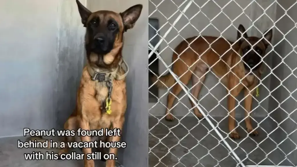 Terrified Shelter Dog Faces Uncertain Future After Rescue