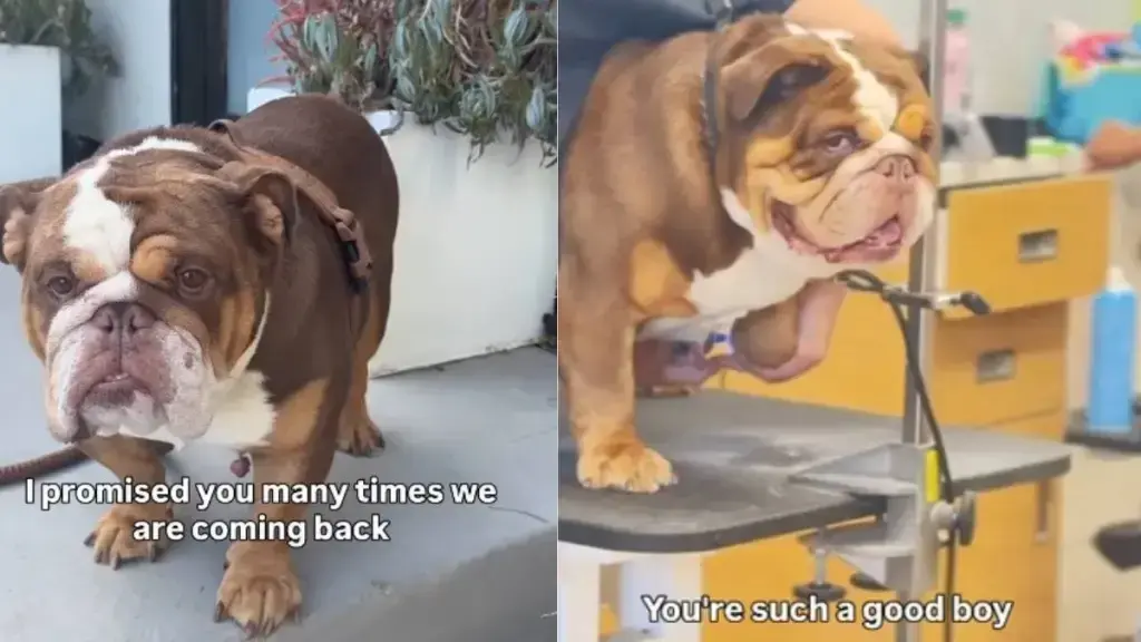 The Emotional Toll of Abandonment on Rescue Dogs