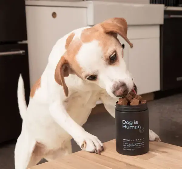The Fresh Dog Food Debate