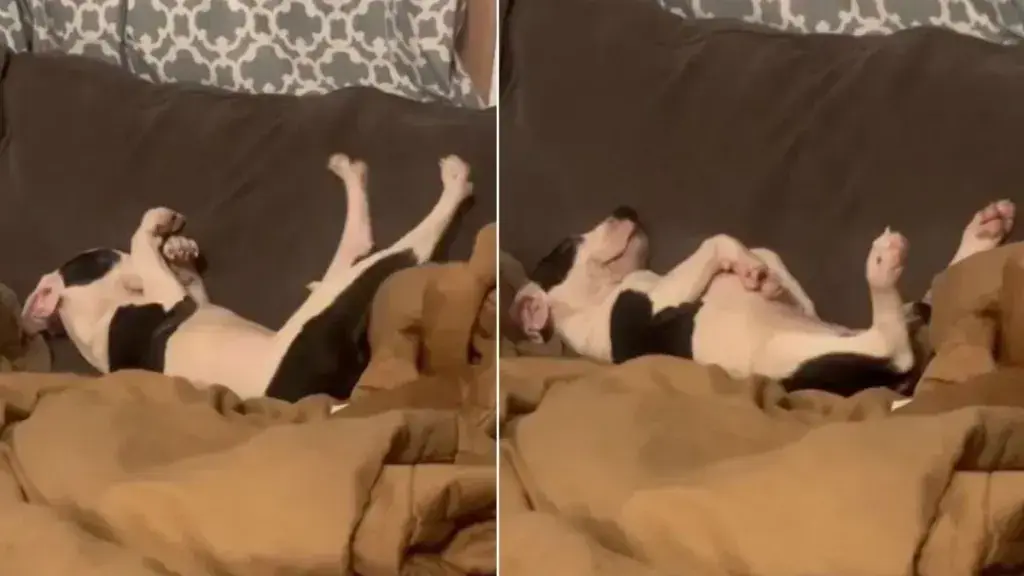 Tiny Puppy Finds Comfort on Giant Couch in Foster Home
