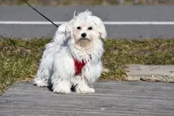Top Activity Trackers for Maltese Dogs in 2026