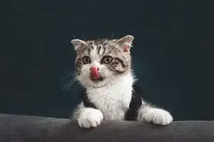 Top Catnip Balls for Playful Felines