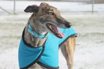 Top Supplements for Healthy Greyhound Puppies
