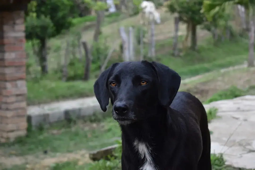 Understanding the Stages of Dog Pregnancy