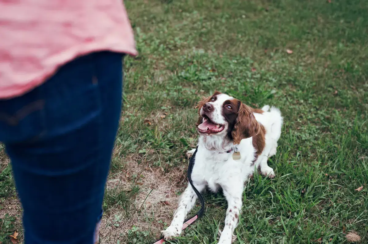 Welcoming a New Canine Companion