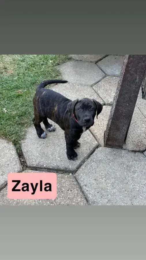 Zayla, a Young Presa Canario, Seeks Loving Home