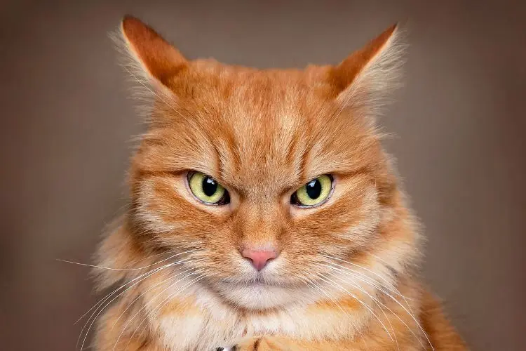When Your Cat Looks Like a Plotter: 10 Quiet Signs of Subtle Supremacy