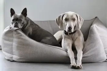 11 Best Dog Beds with Bolsters for Comfort and Support