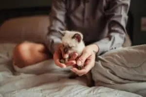 Thirteen Cat Breeds Known for Deep, Lifelong Human Bonds