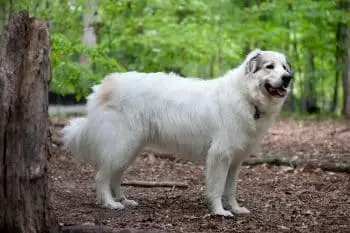 13 Fearless Dog Breeds Built To Navigate Rugged Terrain