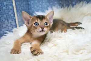 13 Curious Cat Breeds That Want to Know Everything