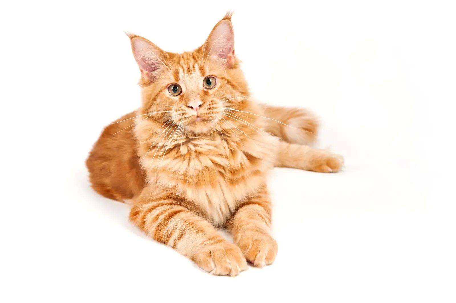 15 Signs Your Cat Secretly Doesn't Love You