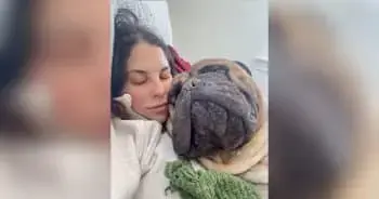 160-Pound Bullmastiff Believes He Is Still A Small Puppy
