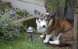 Seven Common Triggers Behind Loose Stools in Dogs