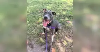 70-Pound Shelter Dog Insists He Belongs on Your Lap
