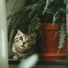 Nine Cat-Safe Houseplants for Pet Owners