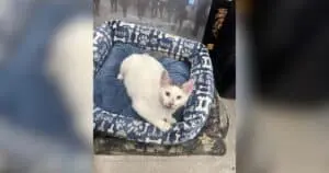Beloved Bodega Cat Disappears From NYC Street and an Entire Neighborhood Comes Looking