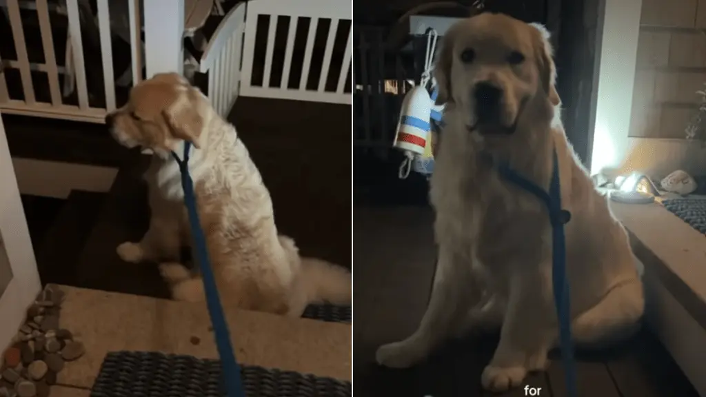 Golden Retriever Refuses to Move Despite Leash and Owner's Calls