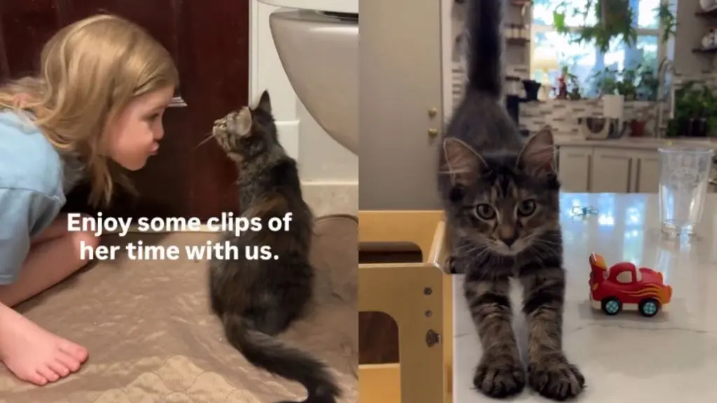 Foster Kitten Rose Finds Forever Home as 5-Year-Old Says Emotional Goodbye