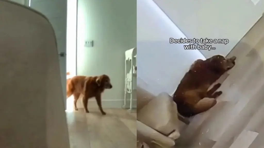 Golden Retriever Steps In To Assist Mother With Naptime