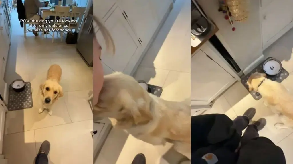 A Golden Retriever’s Adorable Mealtime Ritual Goes Viral