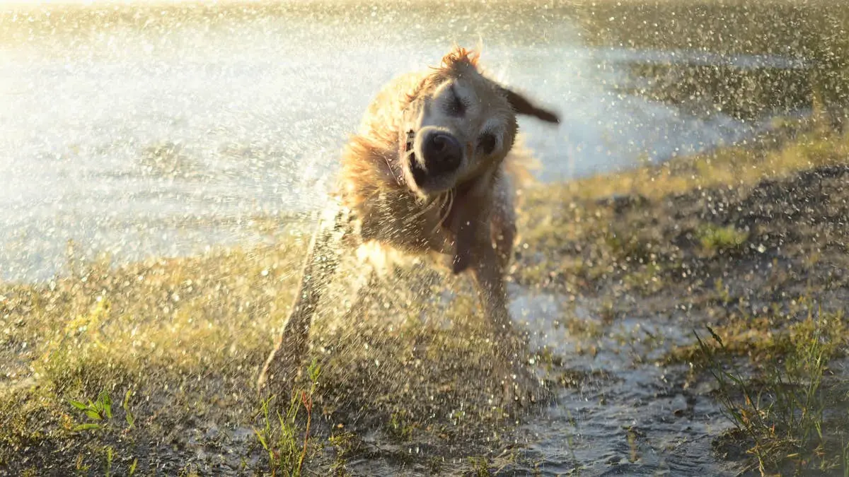 Golden Retriever Deliberately Shakes Water on Owner After Pool Swim