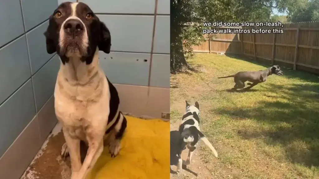 A Heartwarming Bond Between a Three-Legged Foster Dog and His Gentle Giant Companion