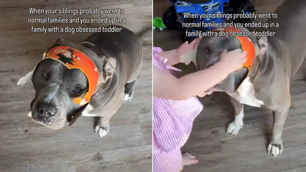 Dog Wears Toddler’s Creation With Unmistakable Joy