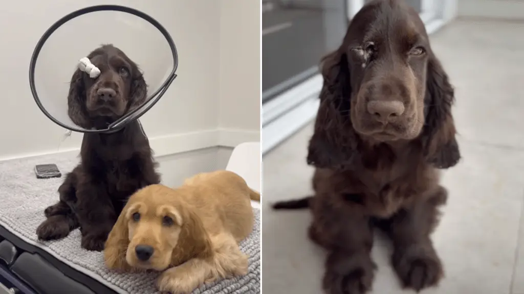 A Resilient Cocker Spaniel Finds Joy After Life-Changing Surgery