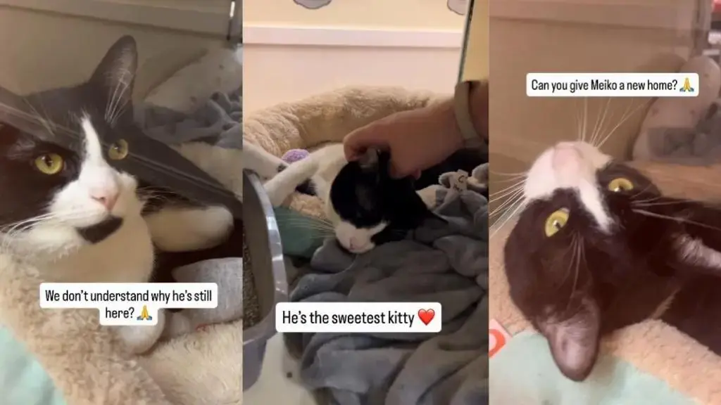 A Shelter Cat’s Tale of Loss and Hope