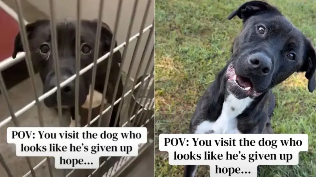 A Shelter Dog’s Dramatic Transformation From Despair to Joy
