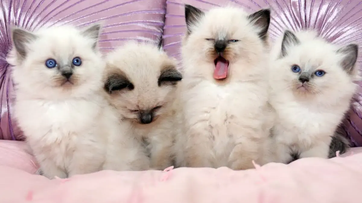 A Symphony of Hungry Ragdoll Kittens Demands Breakfast
