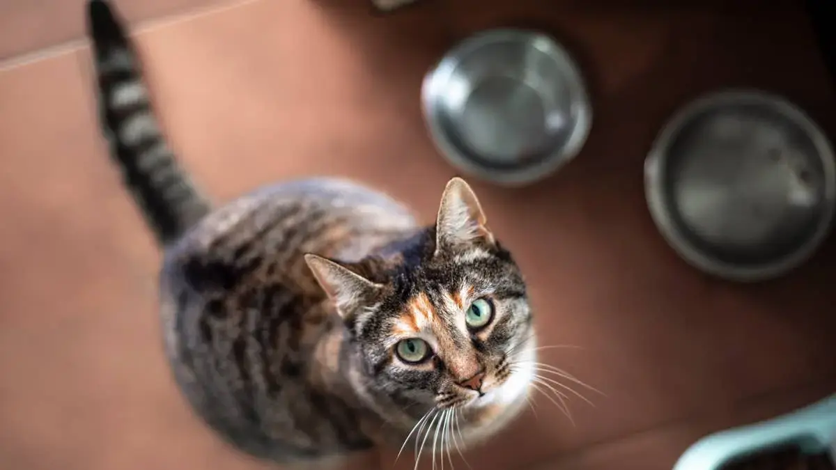 A Tabby Cat Receives a Startling Lesson from a Kitchen Appliance