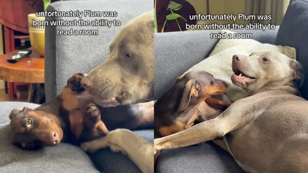 A Tiny Dog’s Persistent Quest for Couch Dominance