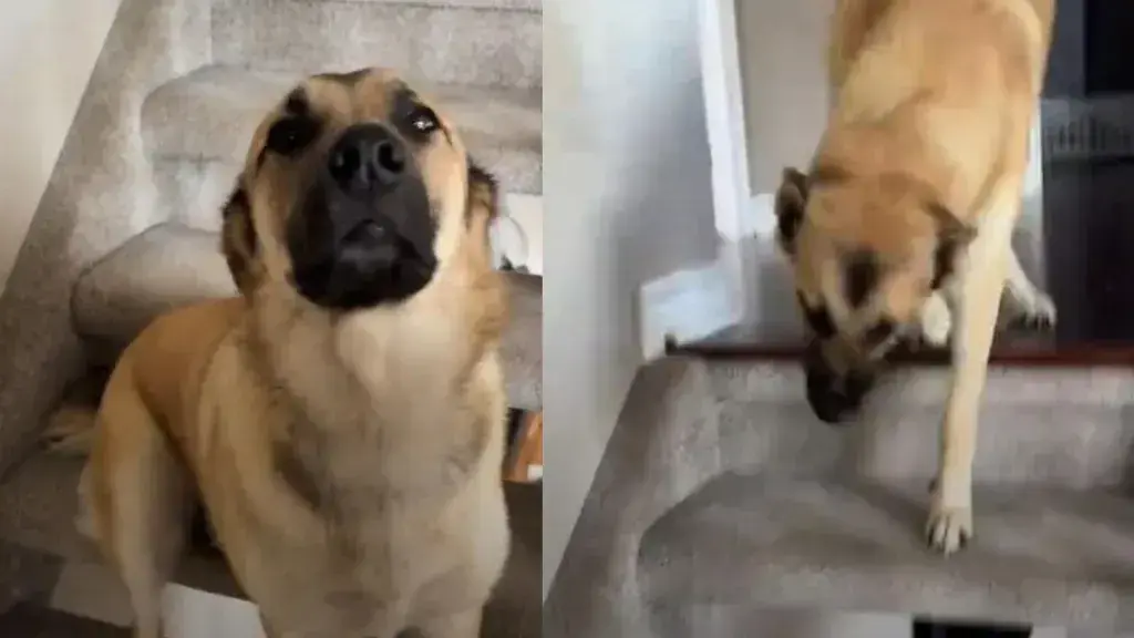 A Unique Greeting Ritual Between a Dog and Her Owner