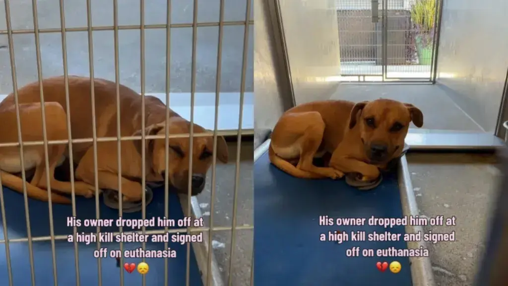 Abandoned Dog Curled Up in Kennel After Family Gives Up
