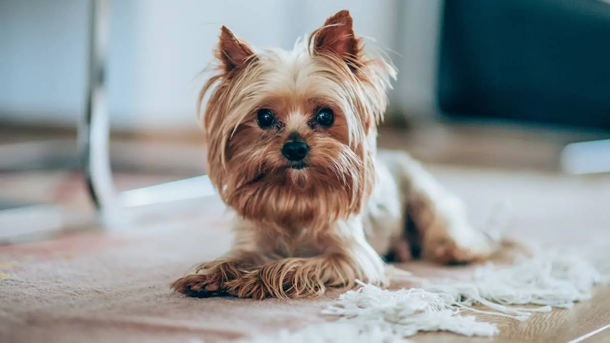 Darling Little 'Gremlin' Foster Dog Is the Most Adorable '10 Pounds of Sass and Joy