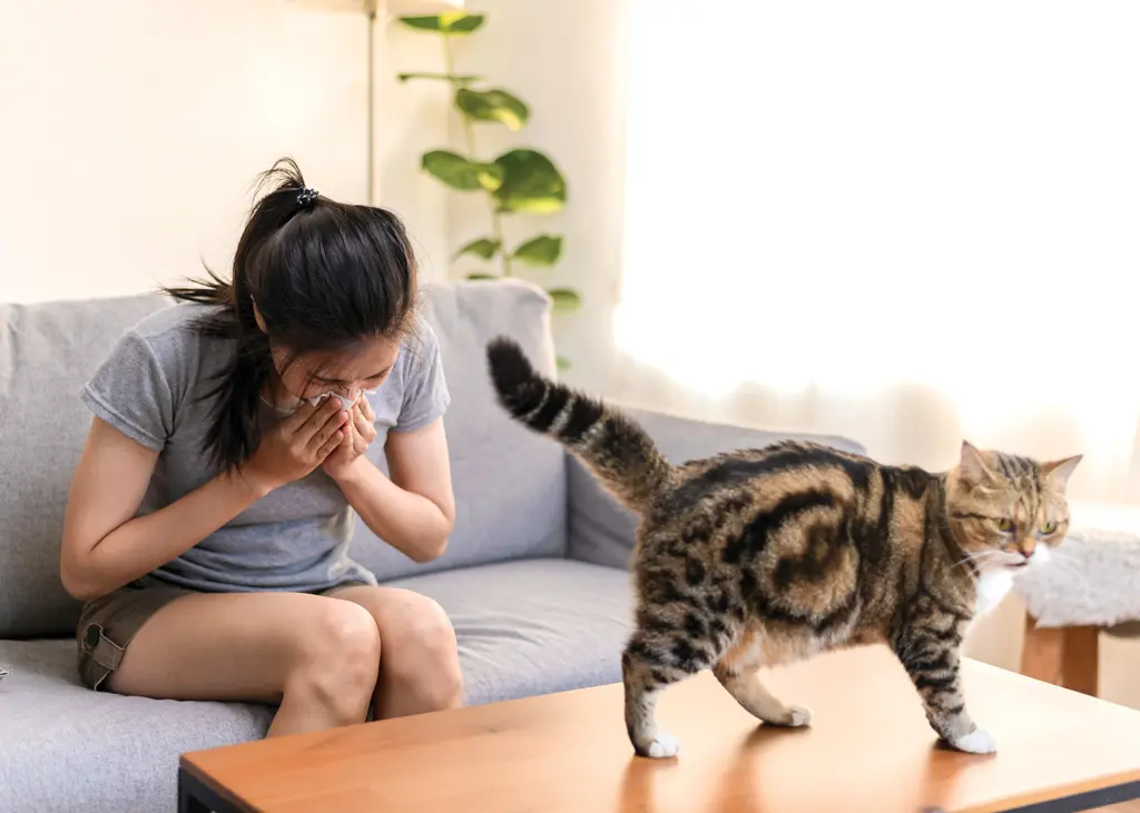 Living with Cats Despite Allergies: Practical Tips for Relief