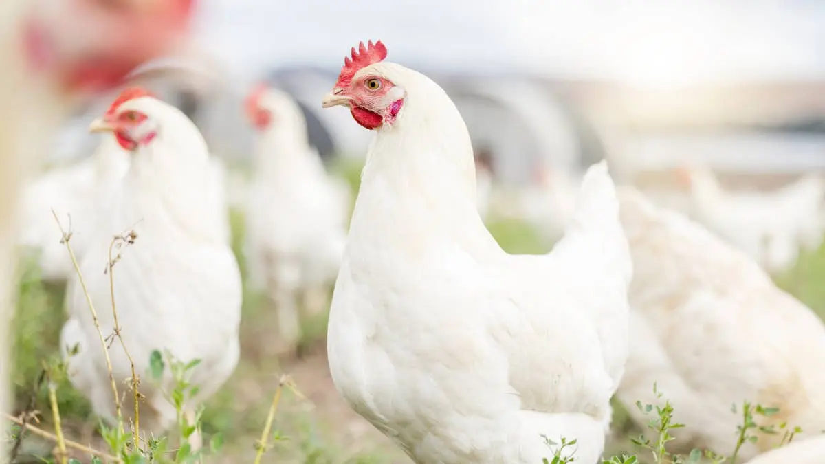 Amazon Driver Leaps Over Fence After Being Terrified by Pet Chickens in South Carolina