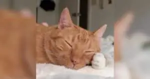 Sweet Ginger Cat’s Secret Biscuit Ritual Lifts Spirits on Rough Days