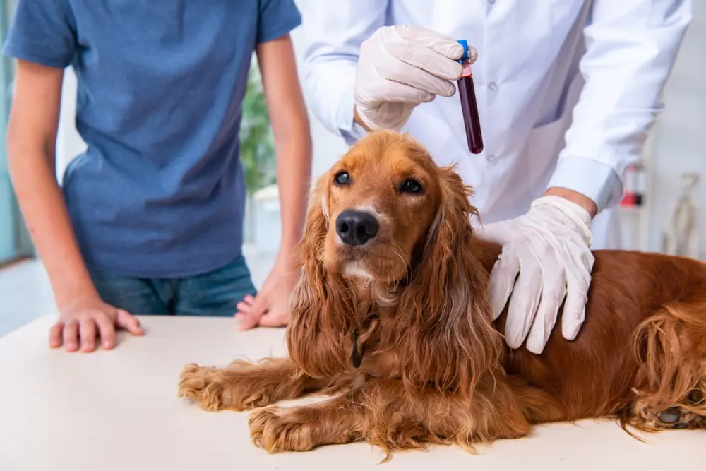 New Blood Tests Reveal Canine Aging Clues Linked to Human Mortality