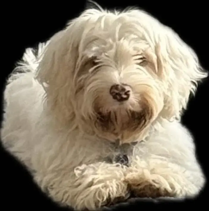 Arlo the Deaf Puppy Seeks Forever Home in Gulfport