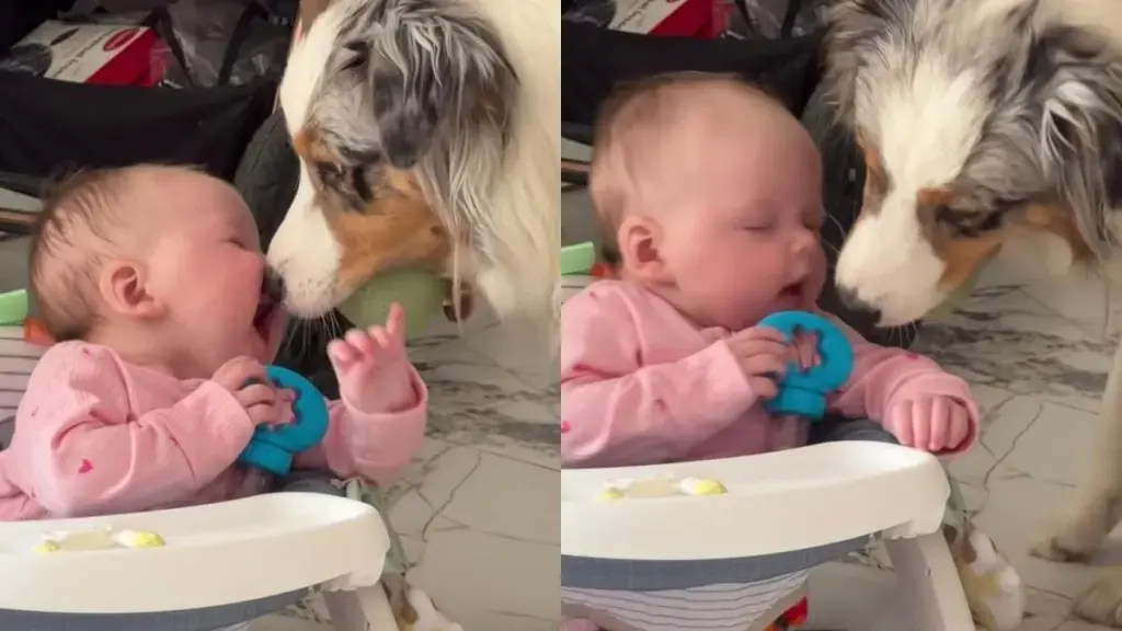Australian Shepherd Tries to Teach Newborn Fetch, Gets Playful Lesson in Patience