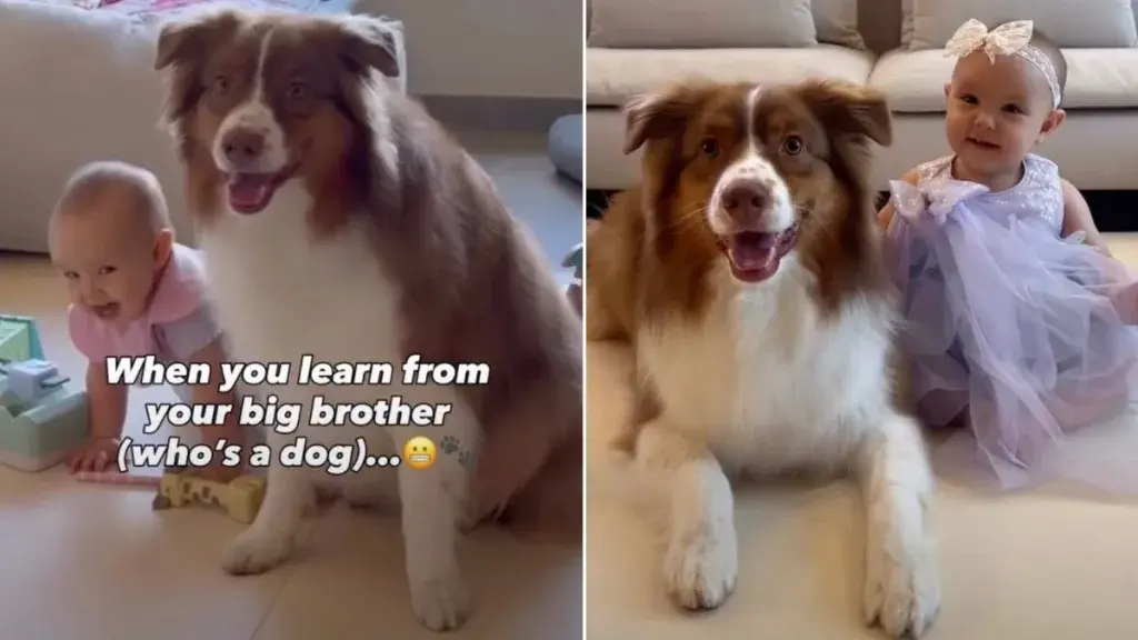 Australian Shepherd Teaches Toddler Unconventional Life Skills