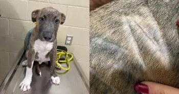 Baby Pit Bull Found Wandering Alone With Name Shaved Into Fur