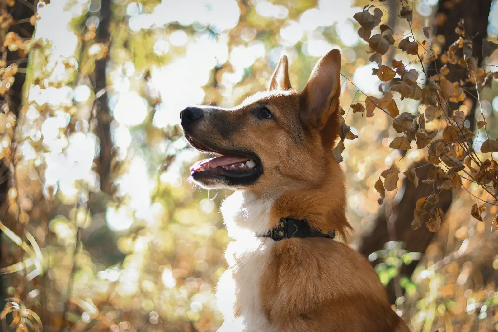 Back to Routine: Helping Your Dog Adjust When Fall Schedules Change
